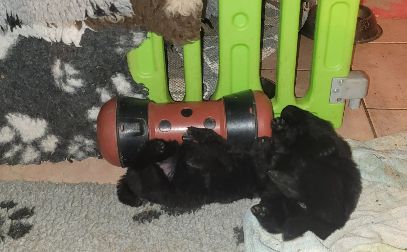 Chiots Savalfer et Tkitoi Tequila