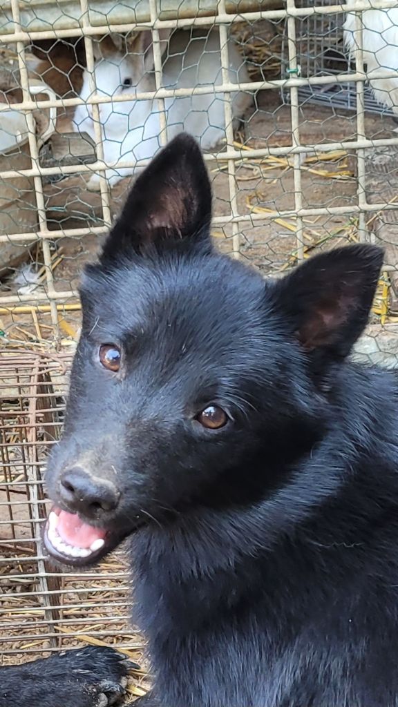 des Grandes Voies - Chiots disponibles - Schipperke