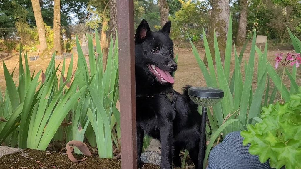 des Grandes Voies - Chiots disponibles - Schipperke